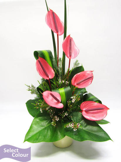 Anthuriums in plastic pot