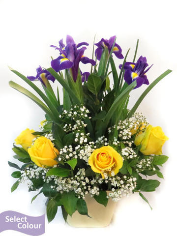 Roses and irises arranged in plastic pot